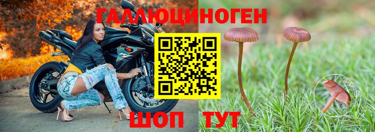 Псилоцибиновые грибы Psilocybine cubensis Барнаул