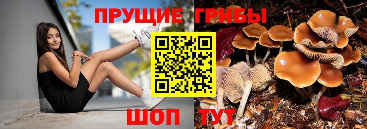 Псилоцибиновые грибы Psilocybine cubensis  Вход с VPN  Барнаул  Галлюциногенные грибы Psilocybe 